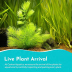 Beginner's 10-Pack Aquarium Live Plants Bundle - Ideal for Freshwater Tanks - Easy Care, Low Maintenance, & Vibrant Greenery for a Thriving Aquatic Habitat - 30 Plant Bundle
