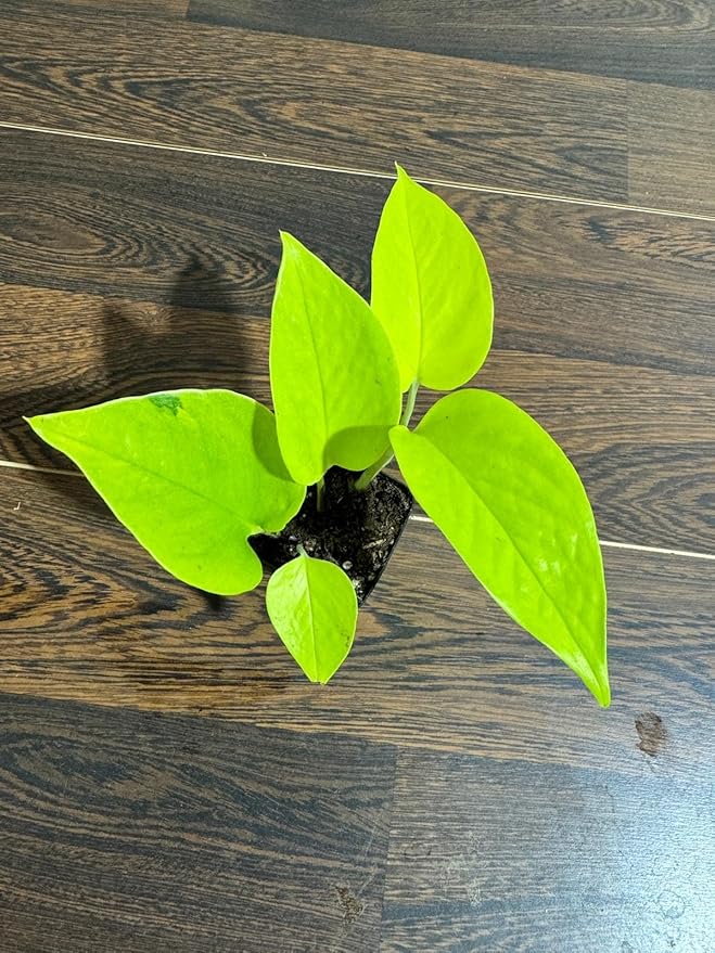 Generic Neon Pothos Indoor Plant, Easy Care, Low Light, Live Houseplant in 2"" Nursery Pot, yellow