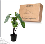 Live Colocasia - Pharaoh's Mask, 10” Tall by 5” Wide in 1.76 Qt Pot, Trimmed Back for Shipping Purposes