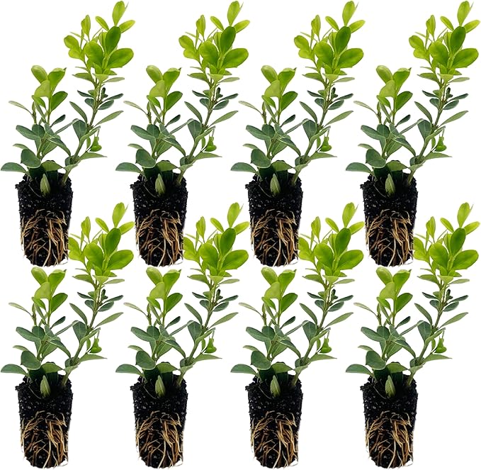 ragnaroc Japanese Boxwood 2-4" (Buxus microphylla VAR. Japonica) 8ct - Live Plant for Indoor Outdoor Use, Garden & Landscaping - Live Arrival Guaranteed