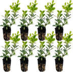 ragnaroc Japanese Boxwood 2-4" (Buxus microphylla VAR. Japonica) 8ct - Live Plant for Indoor Outdoor Use, Garden & Landscaping - Live Arrival Guaranteed