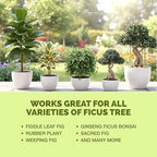 Ficus Tree Fertilizer – Liquid Plant Food for Lush Foliage, Stronger Roots & Healthy New Growth, 32 oz