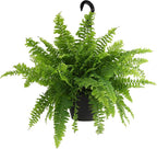 Hanging Boston Fern Live Plant in 6" Hanger, Real Ferns for Outdoors, Pet Friendly & Air Purifying, Low Light Outdoor or Indoor Houseplants, Easy Care Porch Plant by Plants for Pets