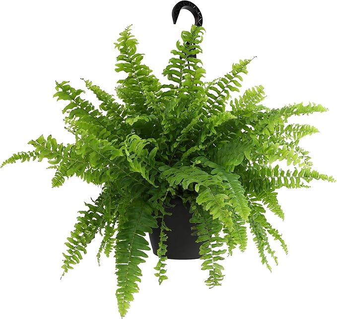 Hanging Boston Fern Live Plant in 6" Hanger, Real Ferns for Outdoors, Pet Friendly & Air Purifying, Low Light Outdoor or Indoor Houseplants, Easy Care Porch Plant by Plants for Pets