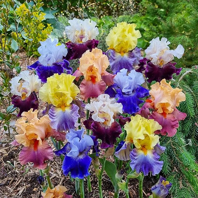 300+ Rare Iris Seeds for Planting - Mixed Iris Flower Seeds Exotic Perennial Flower Non-GMO Heirloom Garden Outdoor