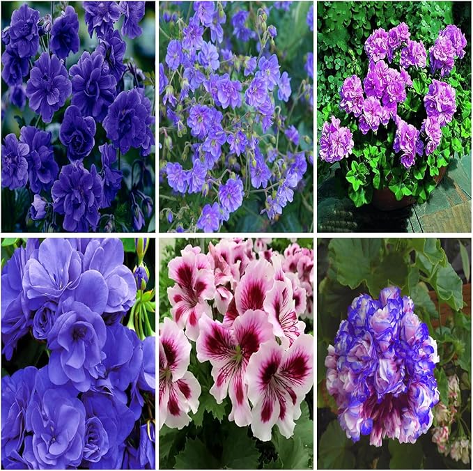 10+ Violet Double Hardy Geranium Seeds for Planting Outdoor-Rare Perennial Cranesbill Geraniums Seeds Flower Non-GMO Heirloom for Garden Home Attract Pollinators