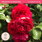 Heirloom Climbing Roses, Live Own Root Plant for Outdoor Garden, Arborose® Florentina, Moderately Fragrant, Hardiness Zones 5-10, Continual Blooming