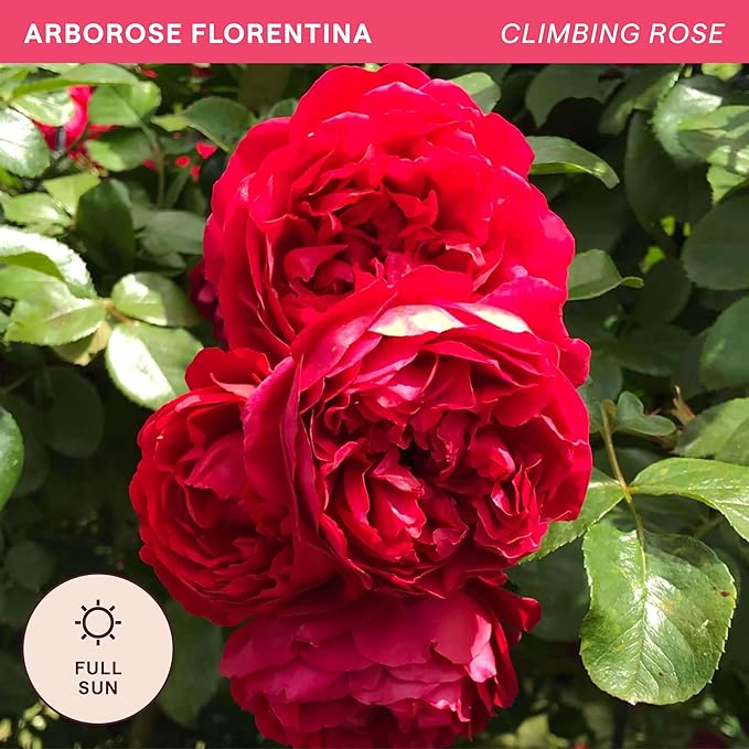 Heirloom Climbing Roses, Live Own Root Plant for Outdoor Garden, Arborose® Florentina, Moderately Fragrant, Hardiness Zones 5-10, Continual Blooming