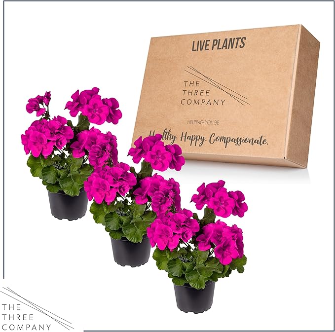 Live Flowering Zonal Geraniums - Purple (3 Plants Per Pack) - Beautiful Spring Flowers - 12" Tall by 5" Wide in 1 Qt Pot