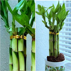 8 inches Lucky Bamboo 6 Healthy Plants, Tied in Gold Wire, Gift, Feng Shui, Indoor Plant, Bring Good Luck to Your Home, Perennial, Just add Purified Water