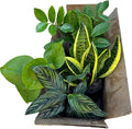 PLANTVERS Set of 4 Assorted Indoor Plants in 4" Grow Pots – Live Houseplants – Easy Care Houseplants - Low Light & Air Purifying Decorative Plants