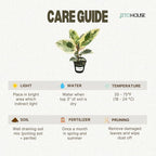 Ficus Tineke Live Variegated Full Size Rubber Plant | Easy Care Indoor Plant, Air Purifier Houseplant for Home & Office | Colorful Green, Cream & Pink Leaves in 4” Pot - JitoHouse