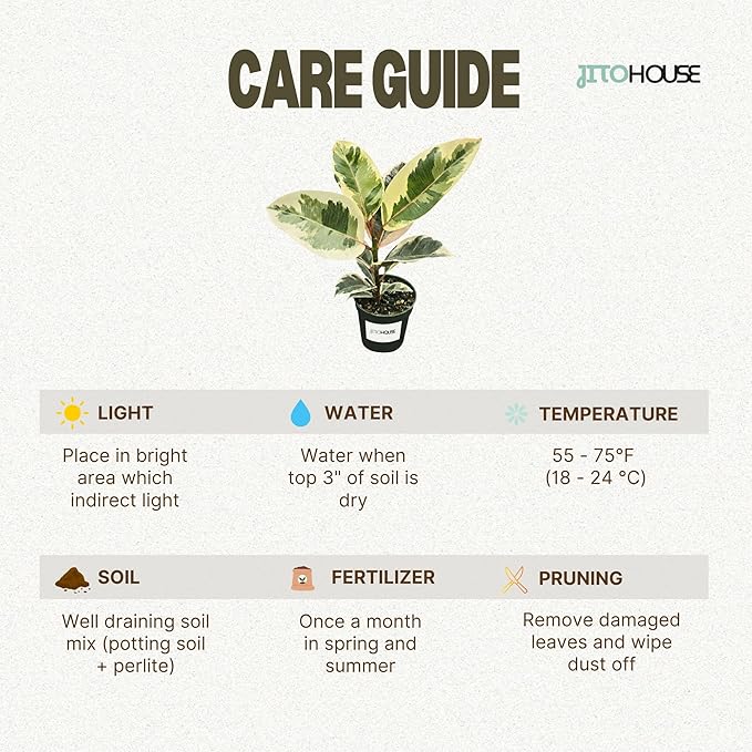 Ficus Tineke Live Variegated Full Size Rubber Plant | Easy Care Indoor Plant, Air Purifier Houseplant for Home & Office | Colorful Green, Cream & Pink Leaves in 4” Pot - JitoHouse