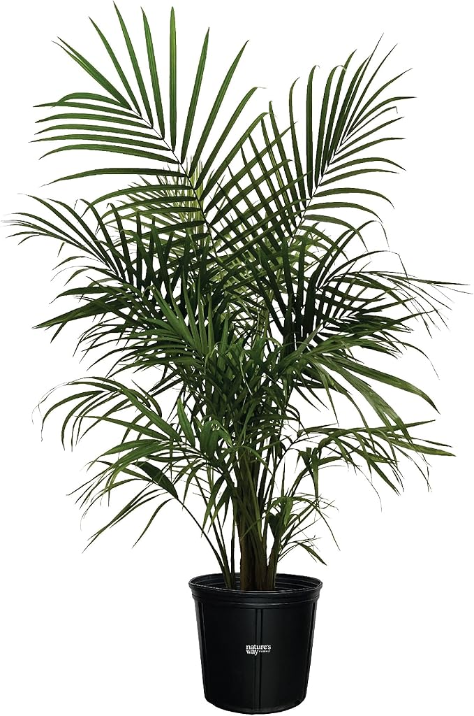 Nature's Way Farms Majesty Palm Live Plant, Indoor and Outdoor Palm Tree, in Growers Pot, Tropical Houseplant, Decor for Your Patio, Balcony, Home or Office 3-4 Feet Tall