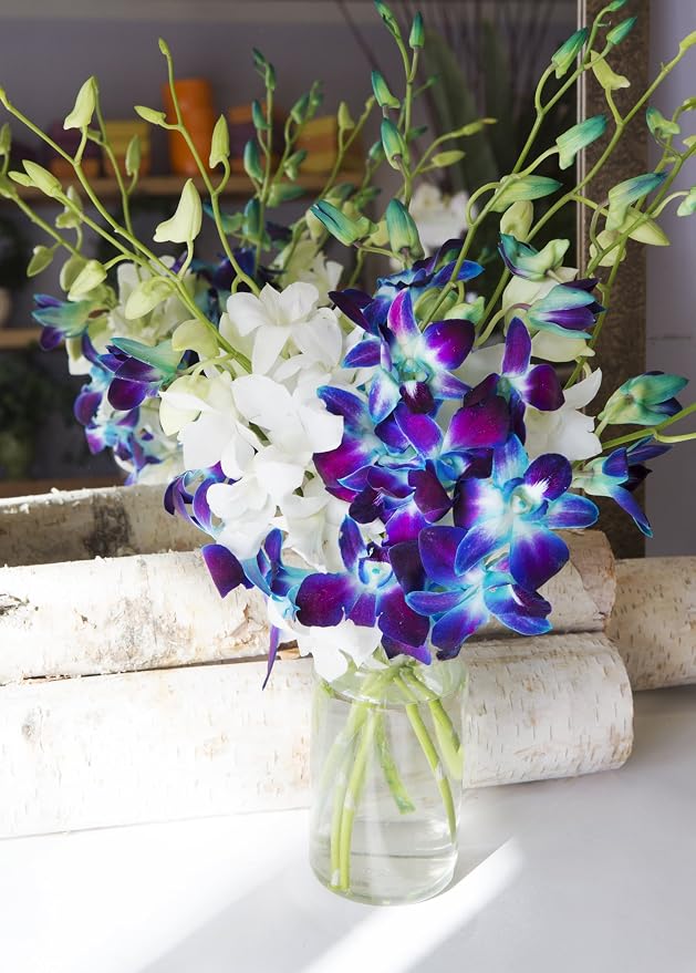 KaBloom - 5 Blue Dendrobium Orchids & 5 White Dendrobium Orchids with Free Vase - Fresh Flowers for Birthday, Valentine's & Mother's Day