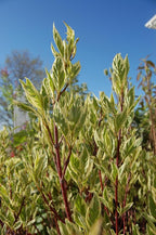 Live Plant from Green Promise Farms - Cornus alba, Ivory Halo Dogwood #3 Gallon Size Container Yellow Flowers - This Plant Does NOT Ship to AZ, CA, HI, ID, MT, NV, OR, PR, UT & WA!!!