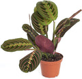 Shop Succulents Maranta Red, 4" Grower Pot, Prayer Plant