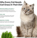 Groundio Cat Grass Seeds, 16 OZ, Grown in The USA for Indoor Cats, Non-GMO, 1 Pound