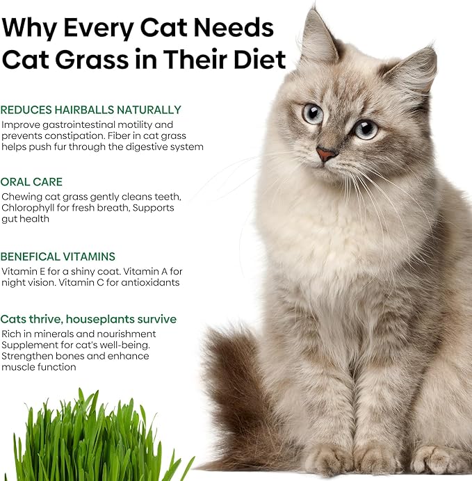 Groundio Cat Grass Seeds, 4 Oz, Non-GMO Wheat & Oat Seeds Mix, High Germination Seeds Grown in USA for Indoor Cats