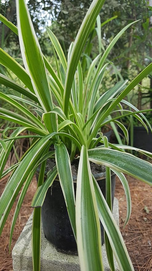 Spider Plant - Chlorophytum Comosum - Bare Rooted - 4"-6" Tall