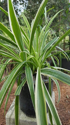 Spider Plant - Chlorophytum Comosum - Bare Rooted - 4"-6" Tall
