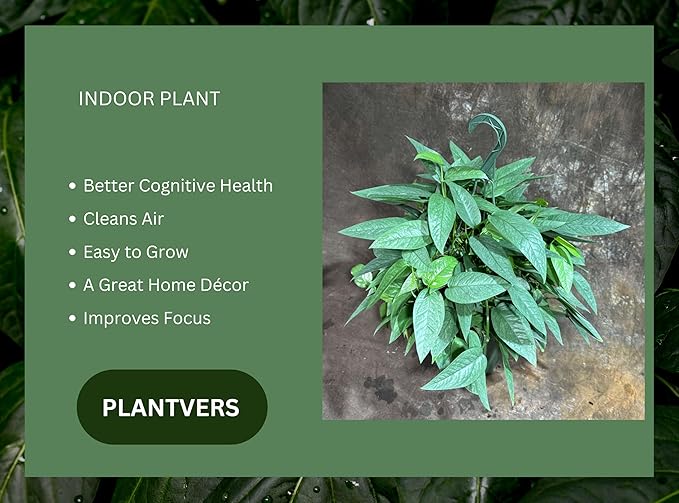 PLANTVERS Cebu Blue Pothos Live Plant – Epipremnum Pinnatum – Cebu Blue Live Vining Plant – Low Light Indoor Houseplant – Easy Tropical Climbing Plant – Air Purifying Indoor Plant (8" Hanging Basket)