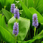 Chalily Purple Pickerel Rush, a Great Live Pond Plant for Your Water Garden. Filters The koi and Goldfish Pond. Good for Bogs, Plant Shelf or Shallow Water This marginal Aquatic is a Real Beauty
