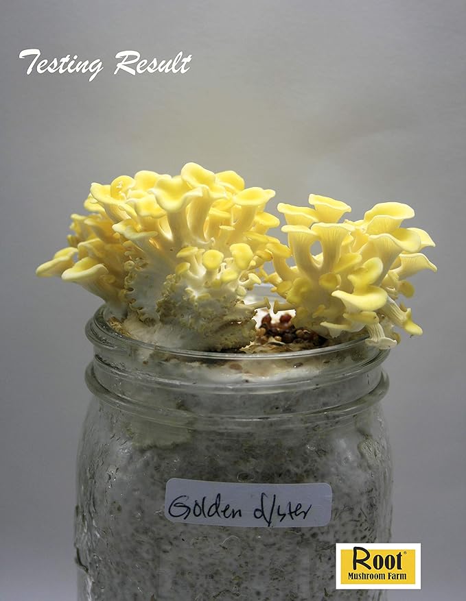 Root Mushroom Farm- 30 Mushroom Liquid Cultures /Golden Oyster(Pleurotus citrinopileatus)