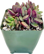 FATPLANTS Succulent Plant(s) Fully Rooted in 4 inch Planter Pots with Soil - Real Succulent Live Potted Succulents/Unique Indoor Cactus Decor (1, anacampseros rufescens Purple)