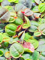 30+ Red Root Floater - Live Aquarium Plants
