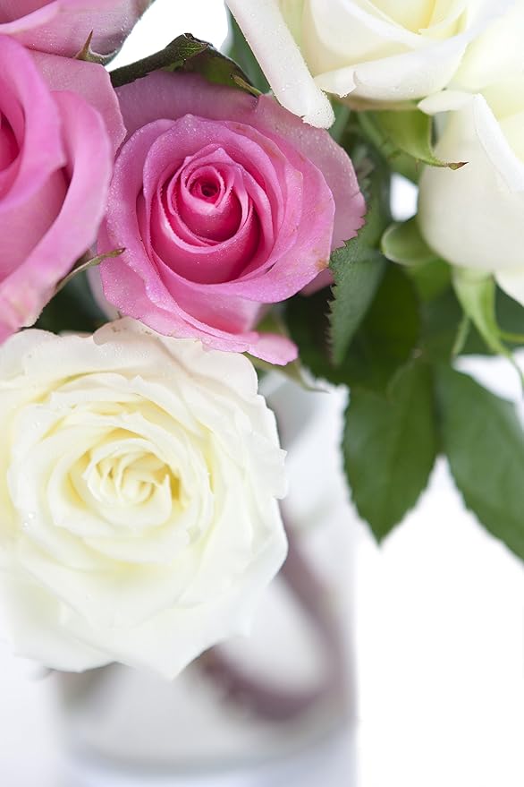 KaBloom - Bouquet of Long Stemmed Pink and White Roses (Half Dozen) - With Vase- Fresh Flowers for Birthday, Valentine's & Mother's Day
