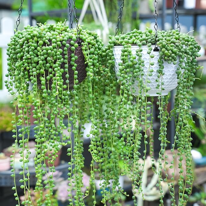 Sprout N Green String of Pearls, Live Succulent Fully Rooted in 2" Pot, Trailing Plant for Home Office Wedding Hanging Decor DIY Project Party Favor, Keep Away from Pets, Garden Beginners Friendly