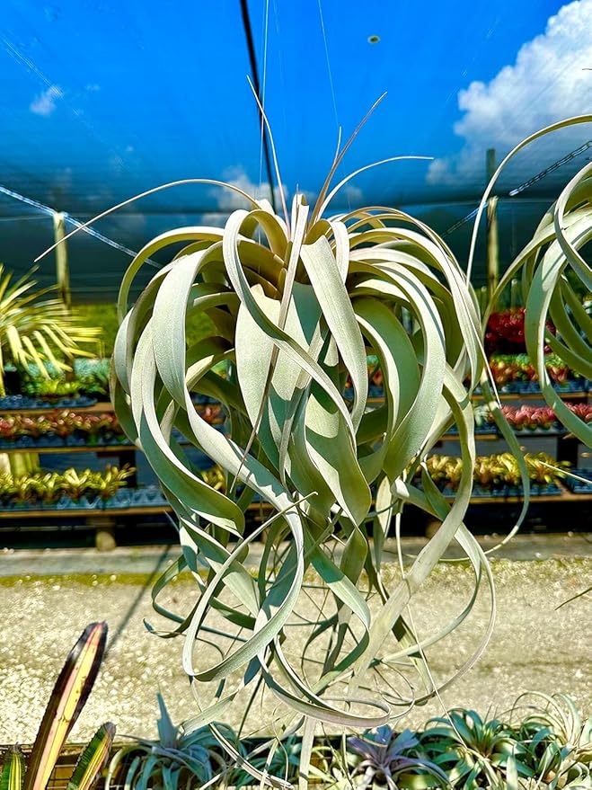 ragnaroc Air Plants - Tillandsia Xerographica, Large 5-7” - 2ct - Live Arrival Gauranteed - House Plants for Home Decor & Gift