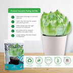 Succulent Soil Potting Mix Succulents Plants Live Succulent pots Potting Soil for Succulents Indoor suculentas Potting