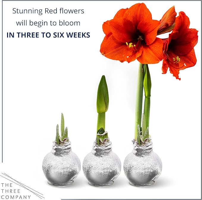 Snow Flecked Waxed Amaryllis Bulb 2-Pack – Silver Wax with Red Blooms – Live Holiday Gift Plant, Easy Care, No Watering Needed