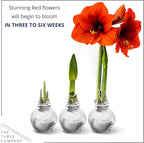 Snow Flecked Waxed Amaryllis Bulb 2-Pack – Silver Wax with Red Blooms – Live Holiday Gift Plant, Easy Care, No Watering Needed