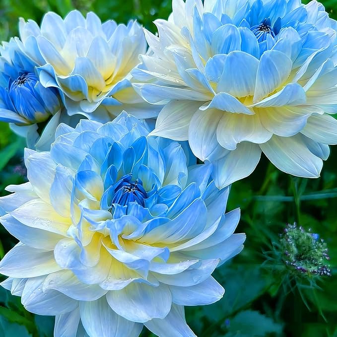 Dahlia Seeds for Planting, 400pcs Rare Perennial Garden Dahlia Flower Seeds Plants, Non-GMO Heirloom Beauty Flowers Home Garden for Outdoors