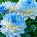 Dahlia Seeds for Planting, 400pcs Rare Perennial Garden Dahlia Flower Seeds Plants, Non-GMO Heirloom Beauty Flowers Home Garden for Outdoors