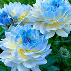 Dahlia Seeds for Planting, 400pcs Rare Perennial Garden Dahlia Flower Seeds Plants, Non-GMO Heirloom Beauty Flowers Home Garden for Outdoors