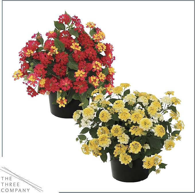 Live Flowering Lantana - Grower's Choice Assorted Colors (2 Plants Per Pack), Healthy Blooming Pollinator, 8" Tall by 5" Wide in 1 Qt Pot