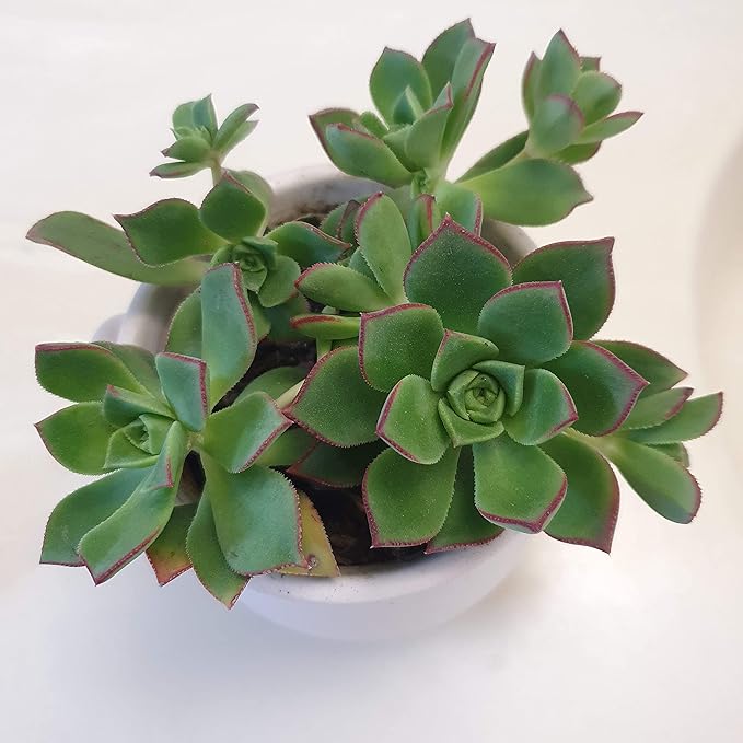 Blissful Aeonium Kiwi in 4" Pot Sizes in Between 2" to 4" Diameter, Easy Growing, Drought Tolerant for Outdoor Wedding Decoration DIY Projects Party Favor