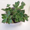 Blissful Aeonium Kiwi in 4" Pot Sizes in Between 2" to 4" Diameter, Easy Growing, Drought Tolerant for Outdoor Wedding Decoration DIY Projects Party Favor