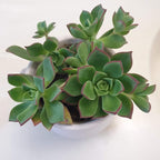 Blissful Aeonium Kiwi in 4" Pot Sizes in Between 2" to 4" Diameter, Easy Growing, Drought Tolerant for Outdoor Wedding Decoration DIY Projects Party Favor