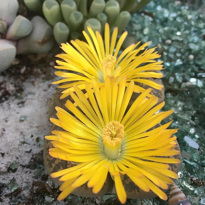 Plants for Pets Safe Non-Toxic Living Stones Succulents (8PK) XL Real Giant Lithops, Live Succulent Plants for Cats & Dogs, 2.5" Pots, Pet Friendly Houseplants, Unique Houseplant for Home or Office