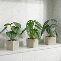 3pcs Small Fake Plants Artificial Begonia Leaves Faux Plants Indoor for Office Desk Shelf Bathroom Home Decor (3Pcs -7 Leaves)