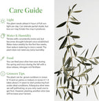 American Plant Exchange Arbequina Olive Tree – Live 5-Inch Pot, Fruit Bearing Tree, Cold Hardy Edible Variety for Containers, Patios, and Mediterranean-Inspired Gardens