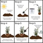 Proven Winners 2 Gal. White Pillar Rose of Sharon (Hibiscus) Shrub