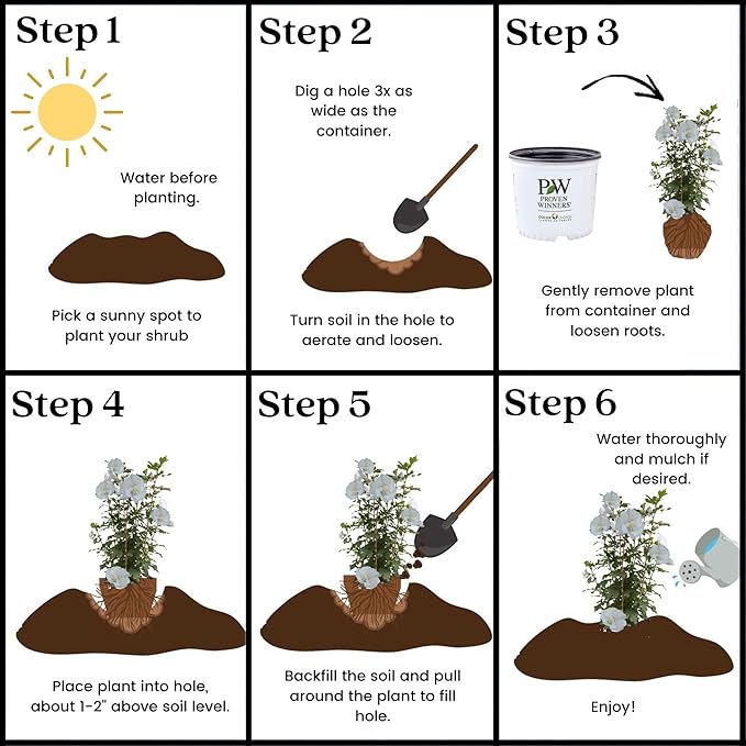 Proven Winners 5 Gal. White Pillar Rose of Sharon (Hibiscus) Shrub