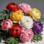CarpetC 200+ Mixed Peony Seeds for Planting, Paeonia Hardy Perennial with Large Fragrant Blooms, Non-GMO Heirloom for Garden, Home Containers and Cut Flowers