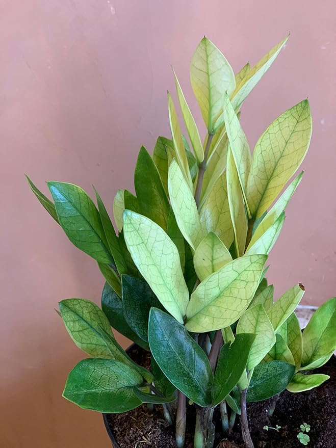 RedCrocus Chameleon ZZ Plant- Variegated Zamioculcas zamiifolia Indoor Plant, Pet Safe, Low Maintenance, Decorative Foliage, Container Friendly, Indoor Office & Shade Garden 6" Pot